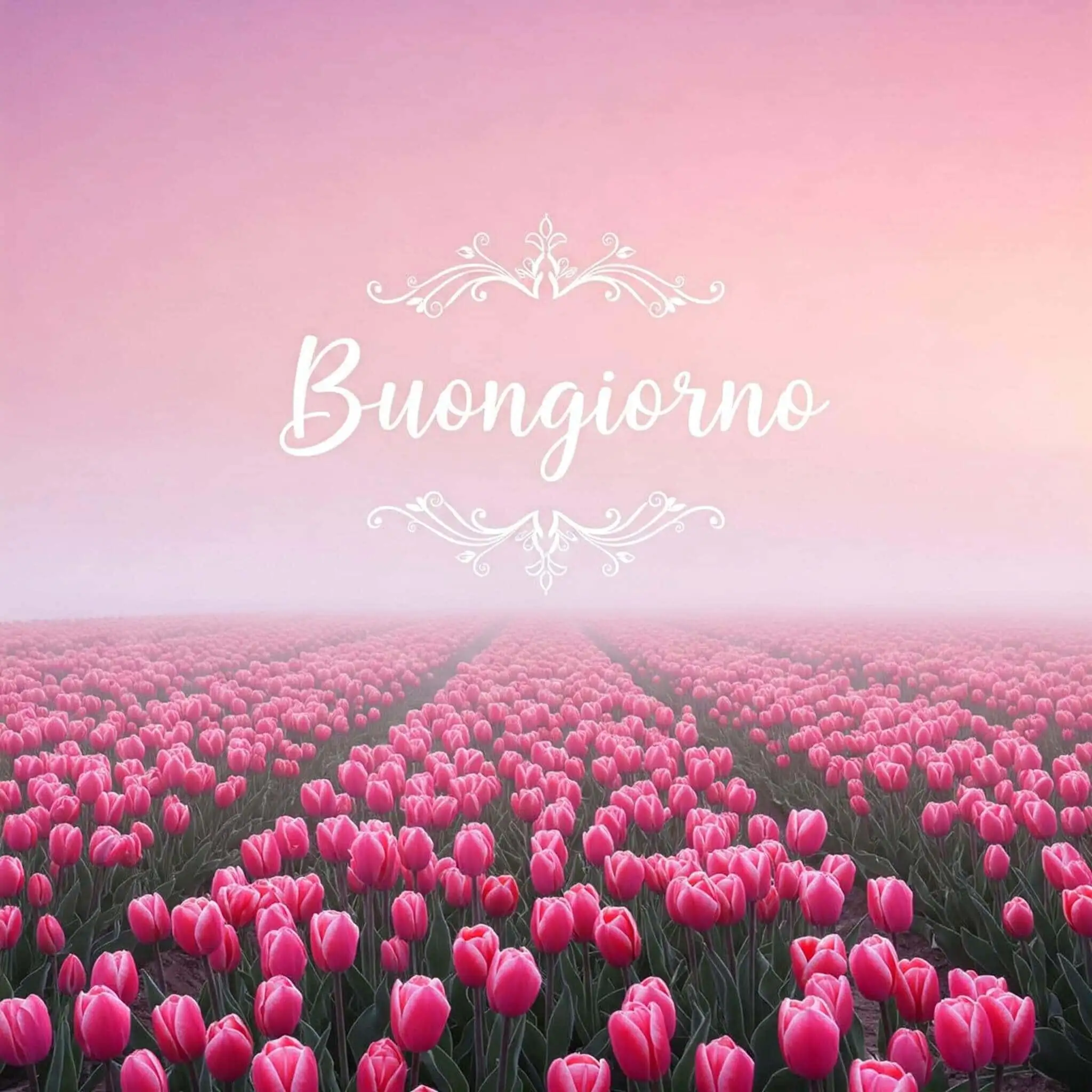 100 immagini buongiorno gratis per whatsapp, immagini buongiorno gratis