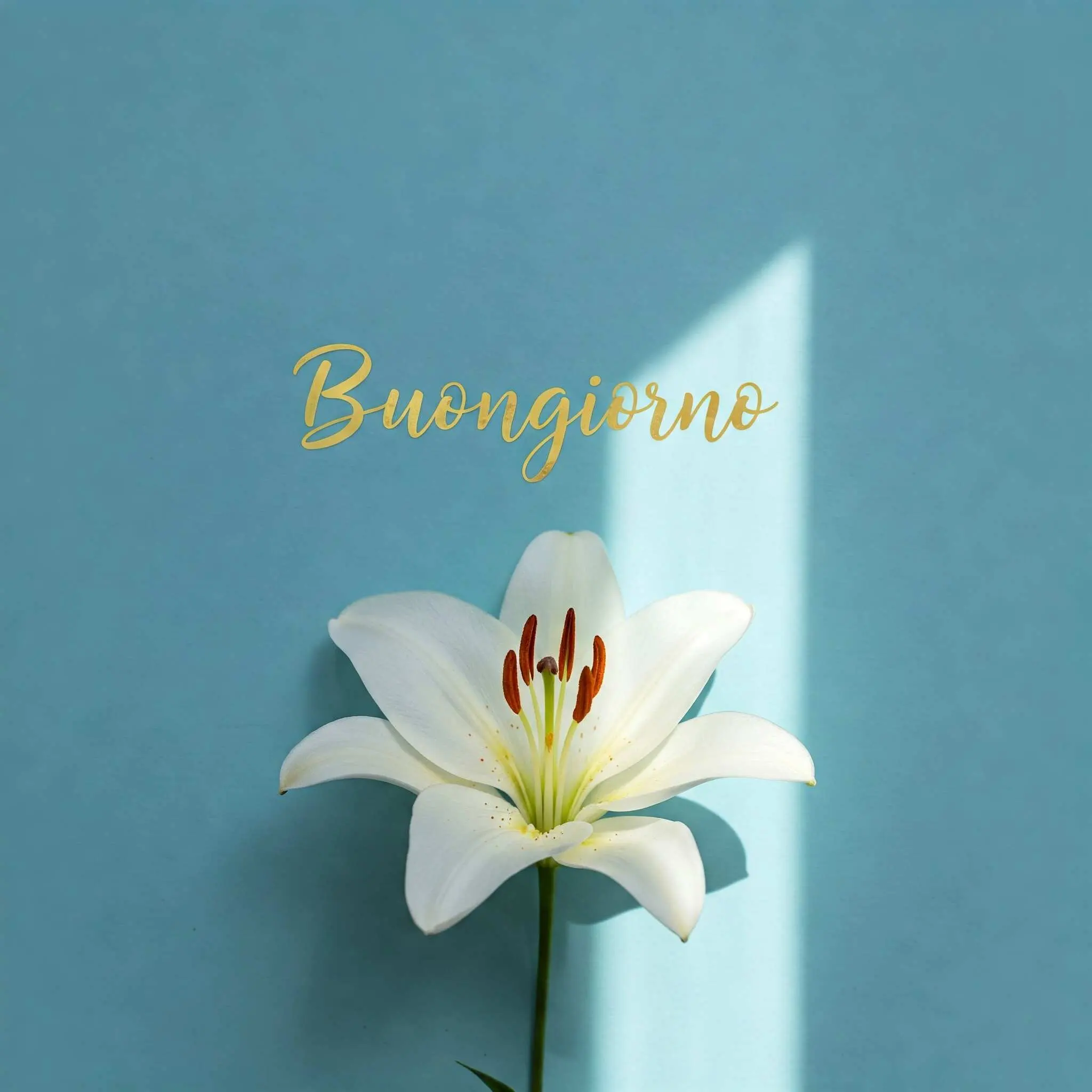 buongiorno fiori, immagini buongiorno fiori, buongiorno fiori bellissimi