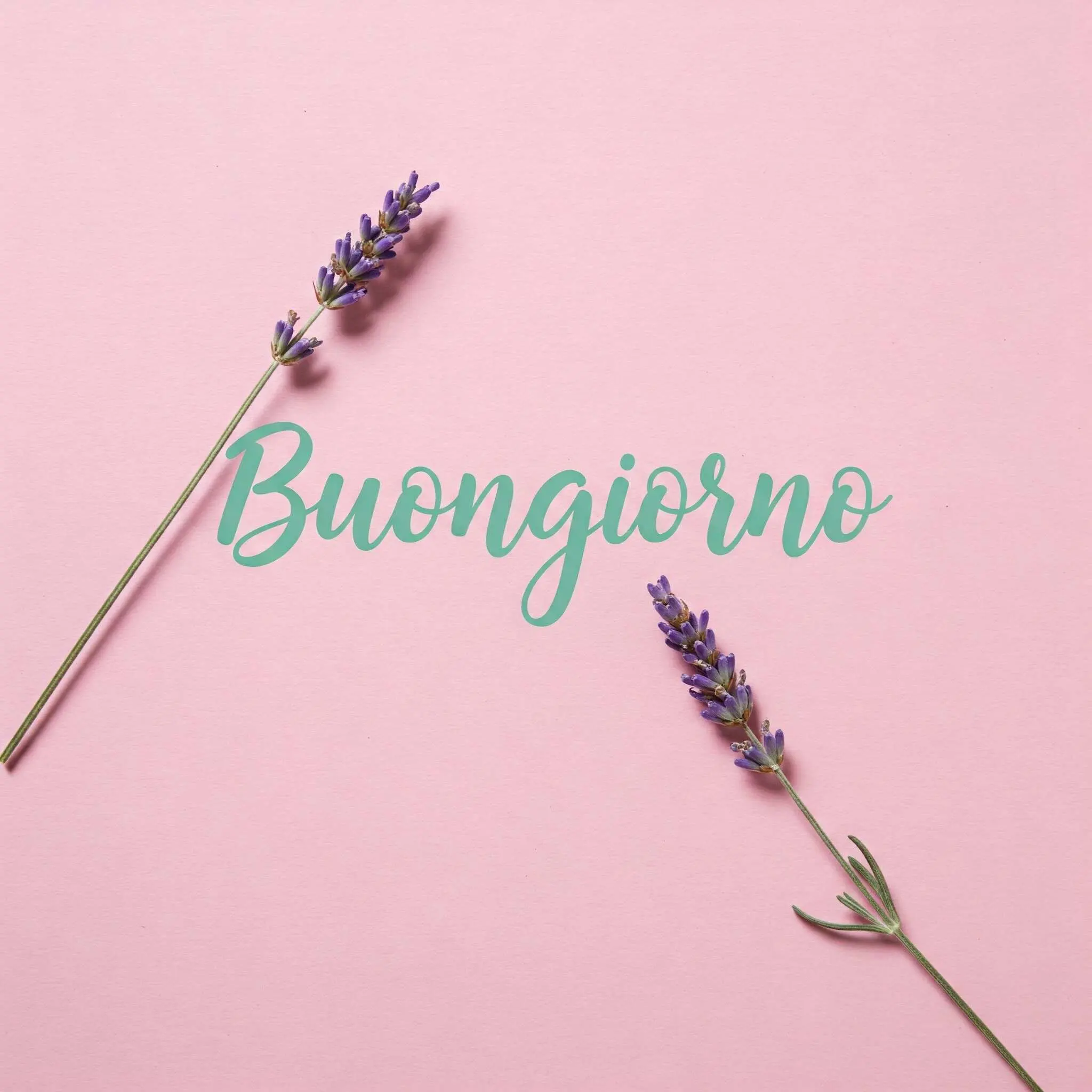 buongiorno fiori, immagini buongiorno fiori, buongiorno fiori bellissimi