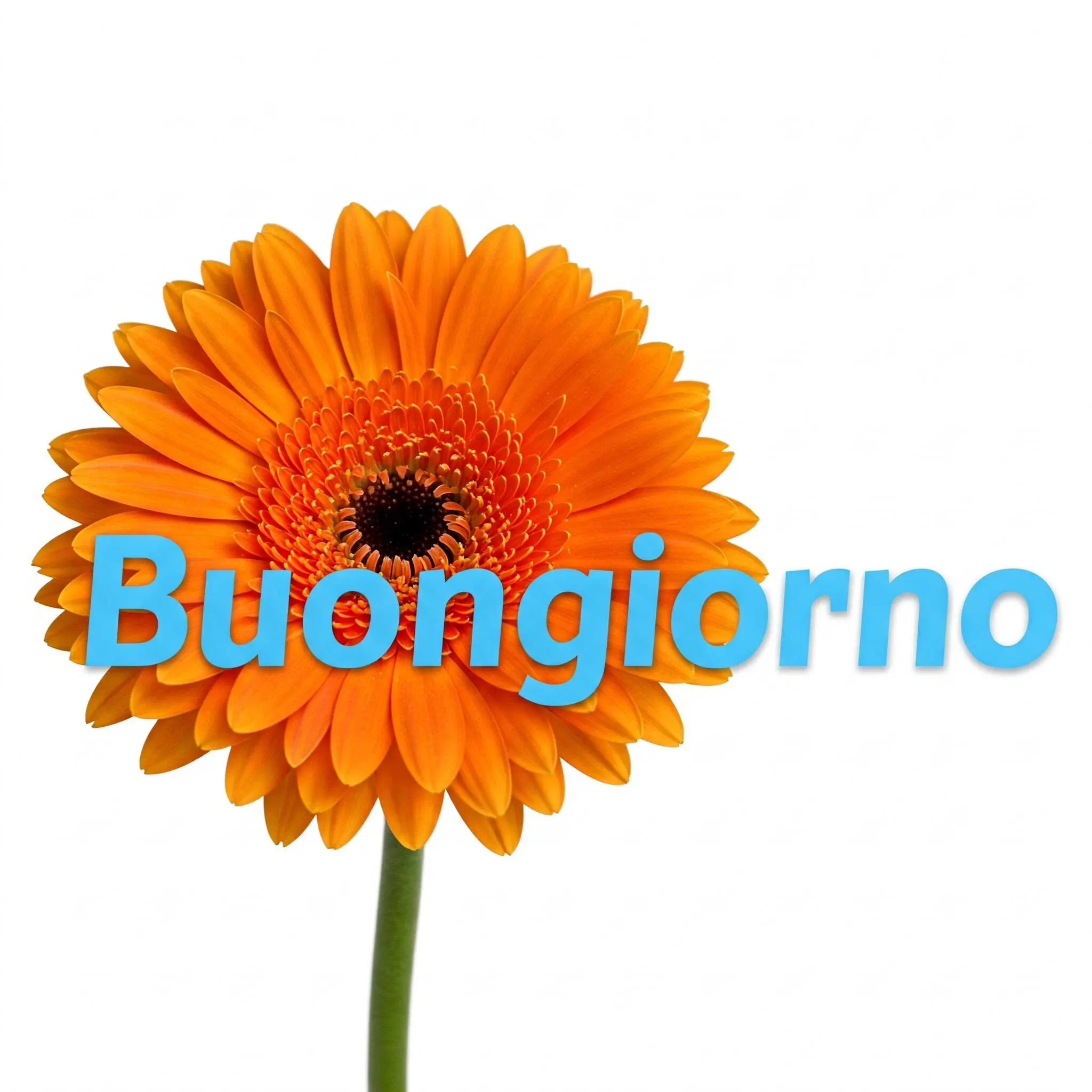 buongiorno fiori, immagini buongiorno fiori, buongiorno fiori bellissimi