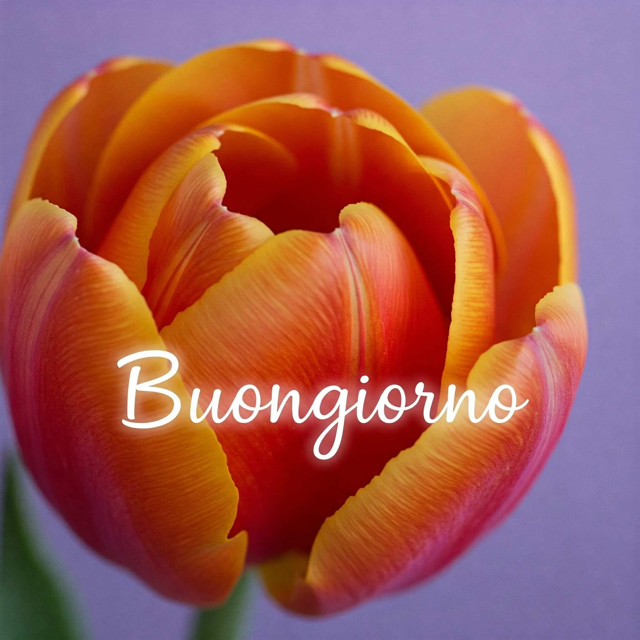buongiorno fiori, immagini buongiorno fiori, buongiorno fiori bellissimi