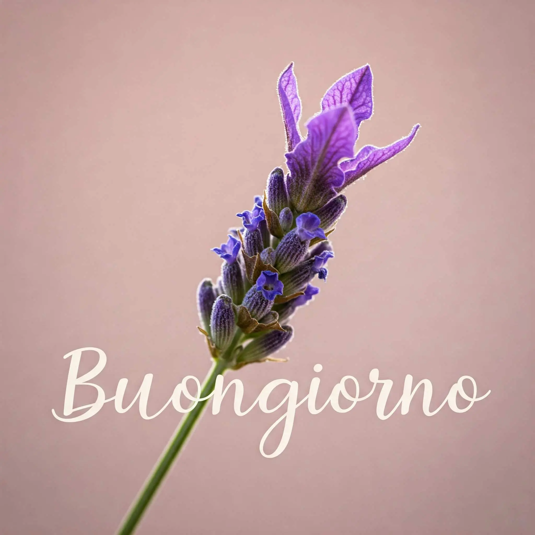 buongiorno fiori, immagini buongiorno fiori, buongiorno fiori bellissimi