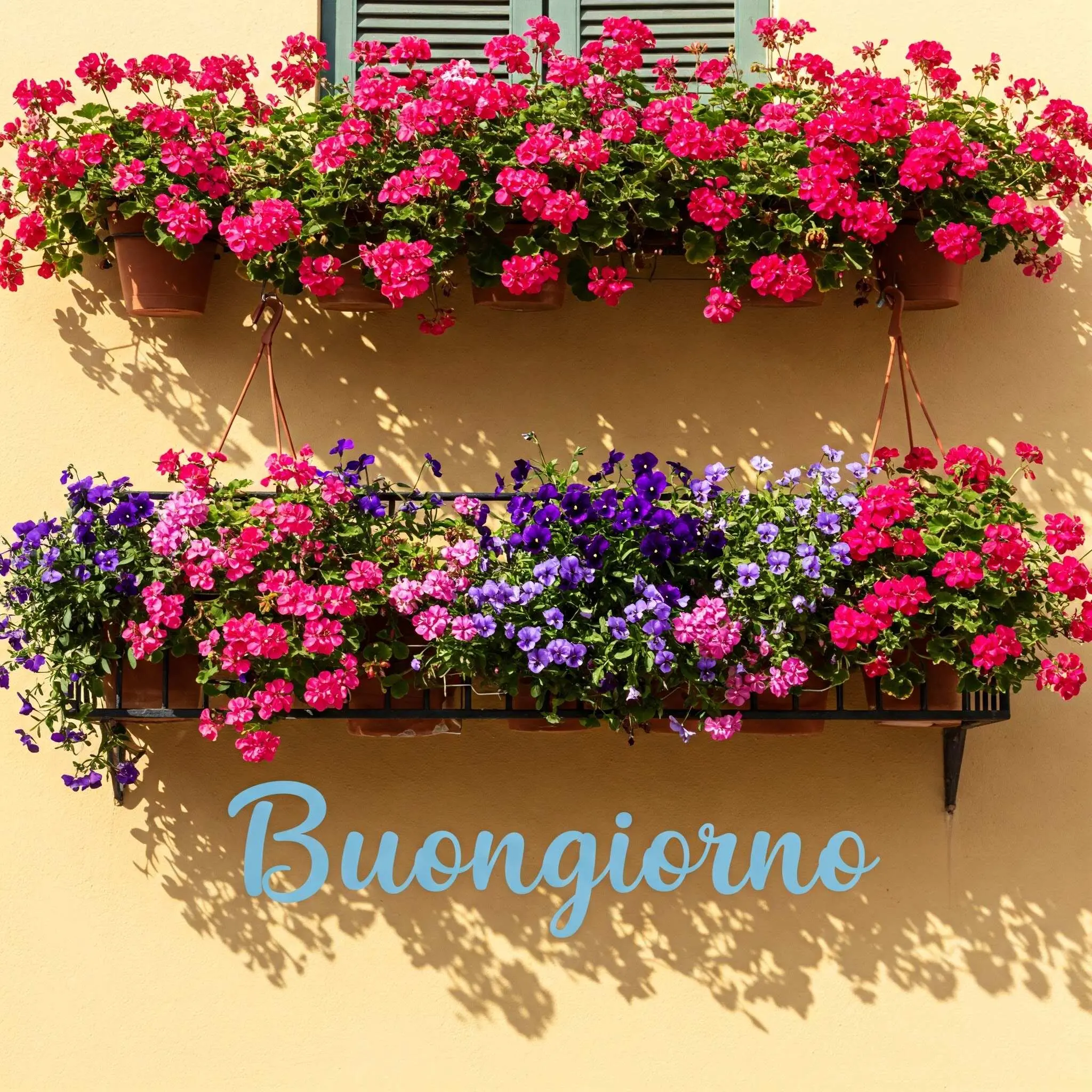 buongiorno fiori, immagini buongiorno fiori, buongiorno fiori bellissimi
