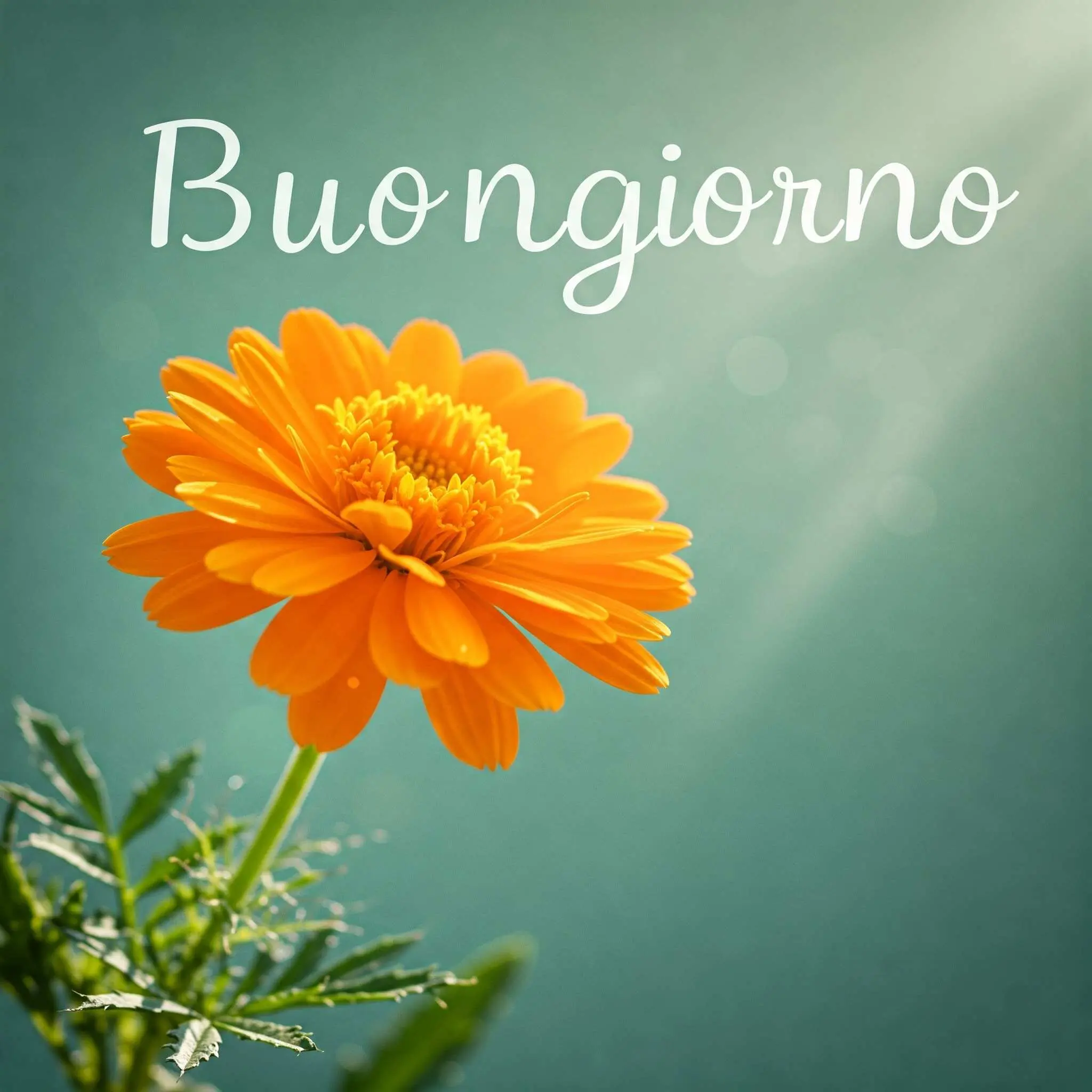 buongiorno fiori, immagini buongiorno fiori, buongiorno fiori bellissimi