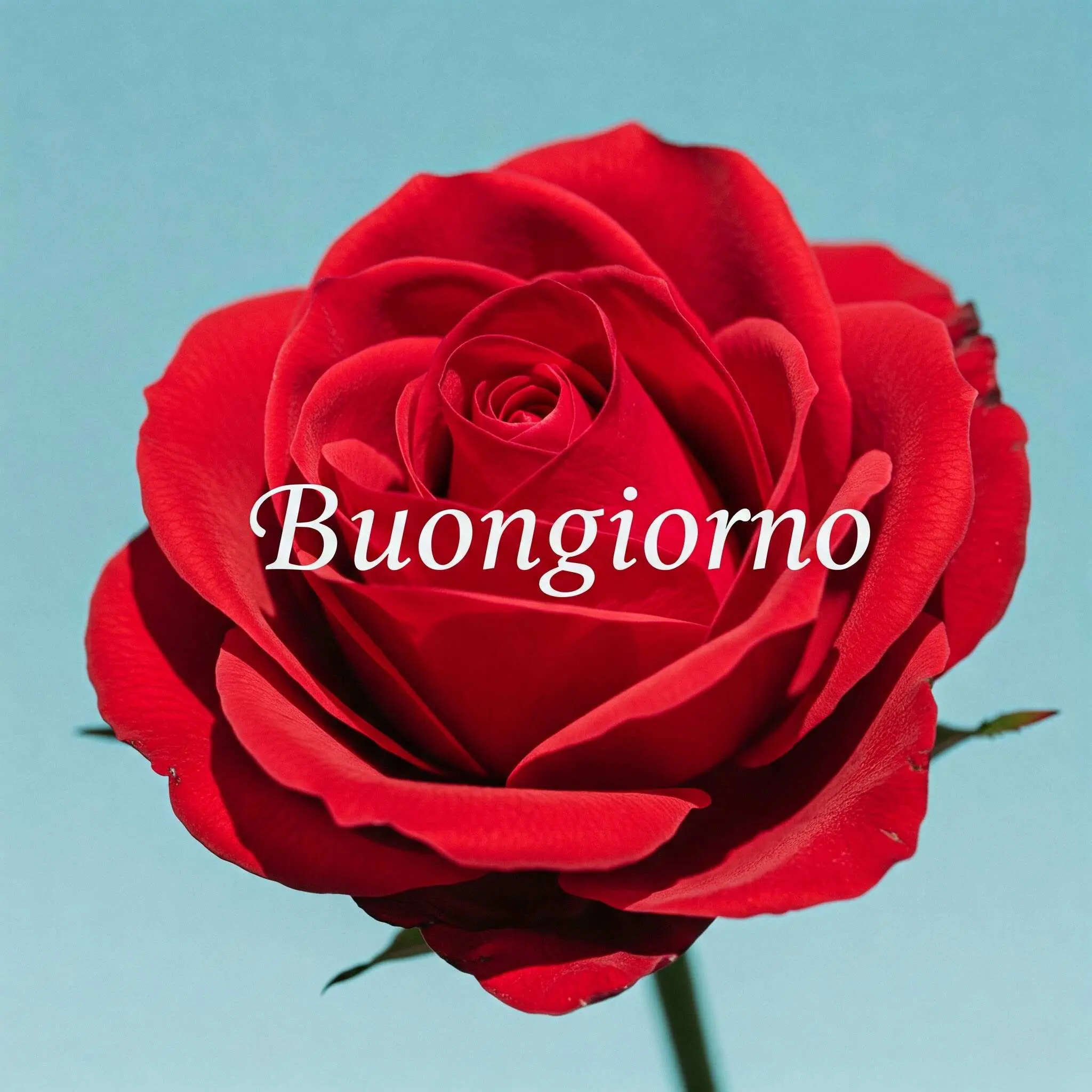 buongiorno fiori, immagini buongiorno fiori, buongiorno fiori bellissimi