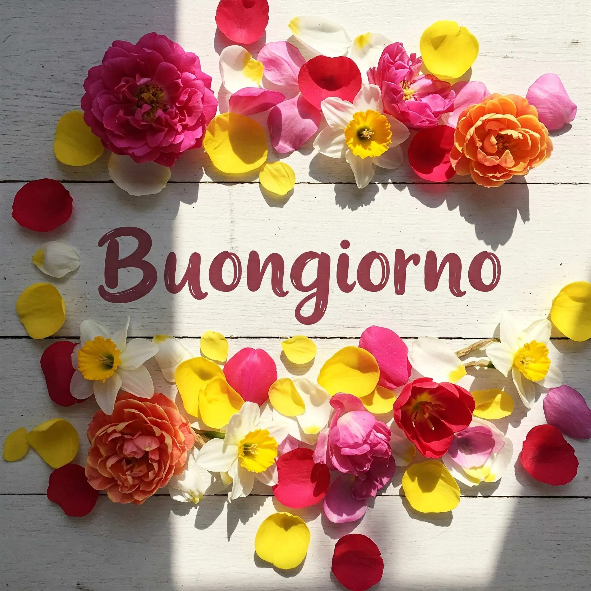buongiorno fiori, immagini buongiorno fiori, buongiorno fiori bellissimi