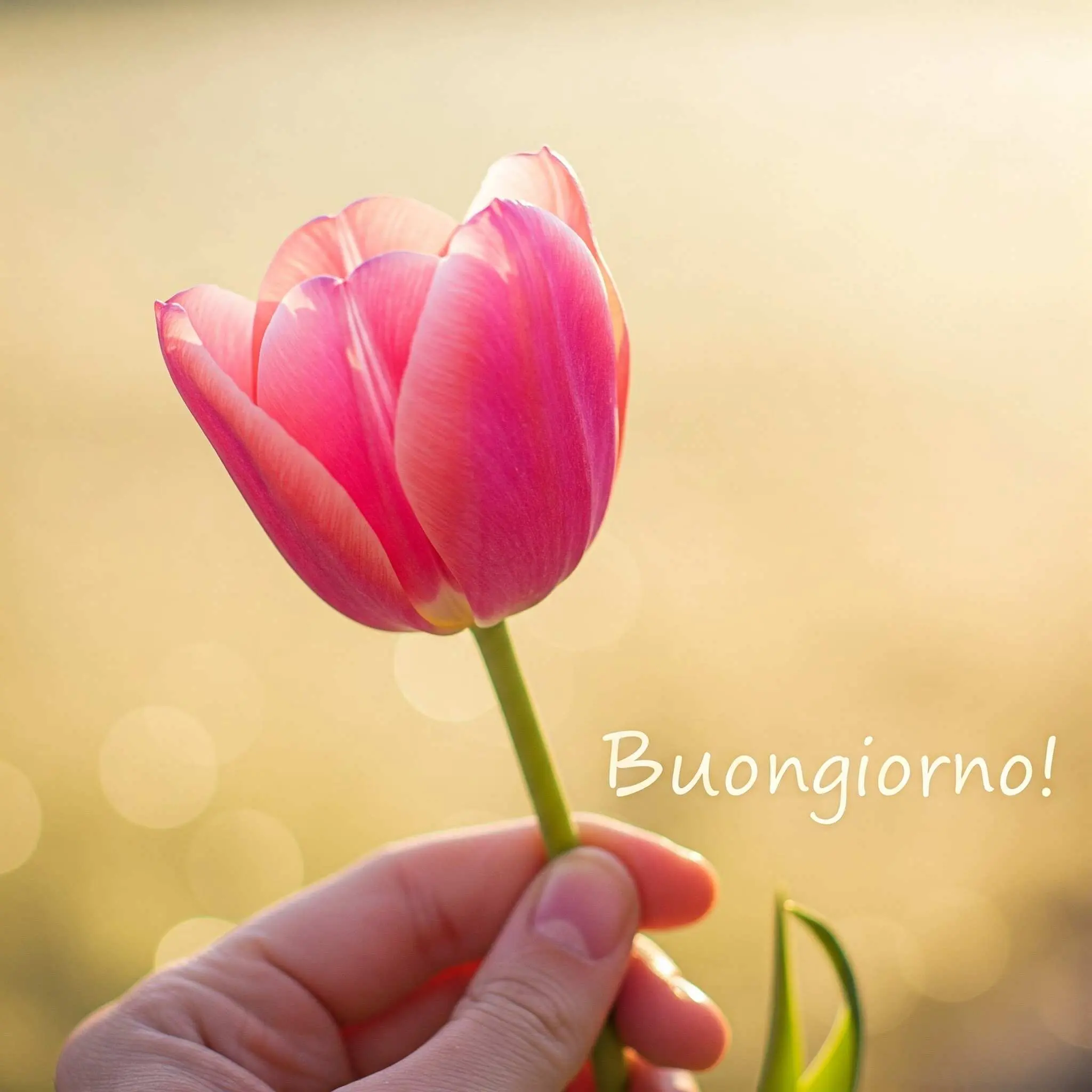 buongiorno fiori, immagini buongiorno fiori, buongiorno fiori bellissimi