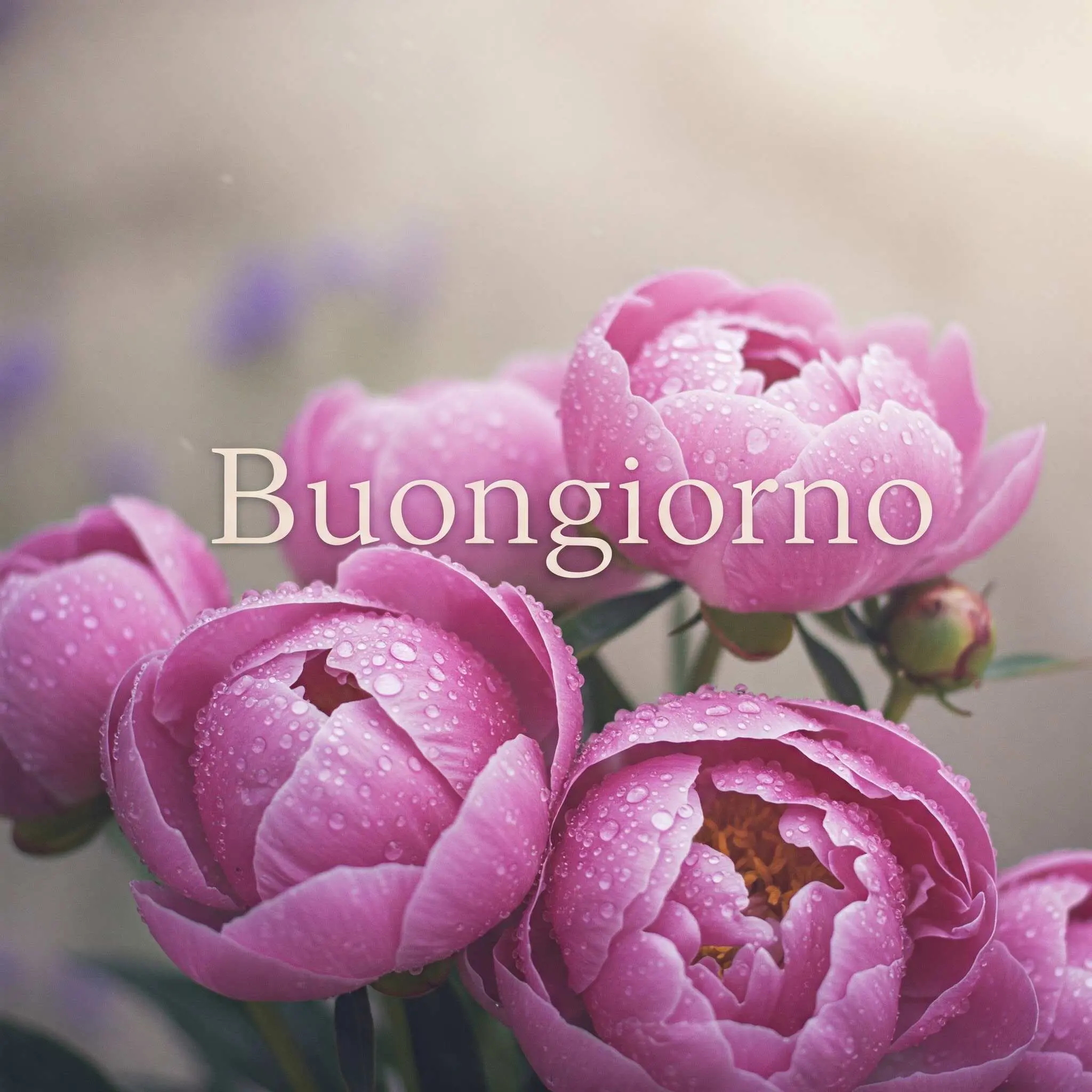 buongiorno fiori, immagini buongiorno fiori, buongiorno fiori bellissimi