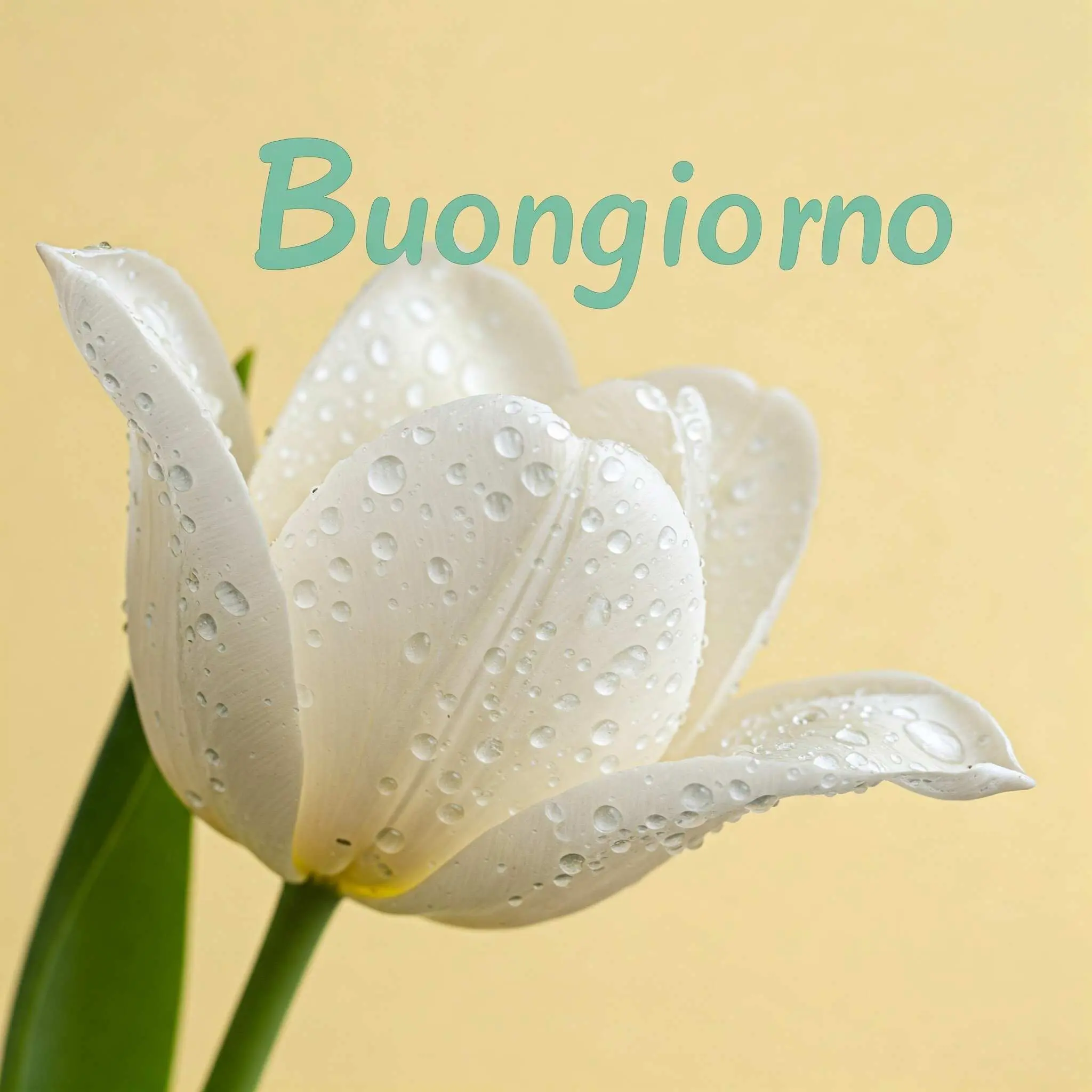 buongiorno fiori, immagini buongiorno fiori, buongiorno fiori bellissimi