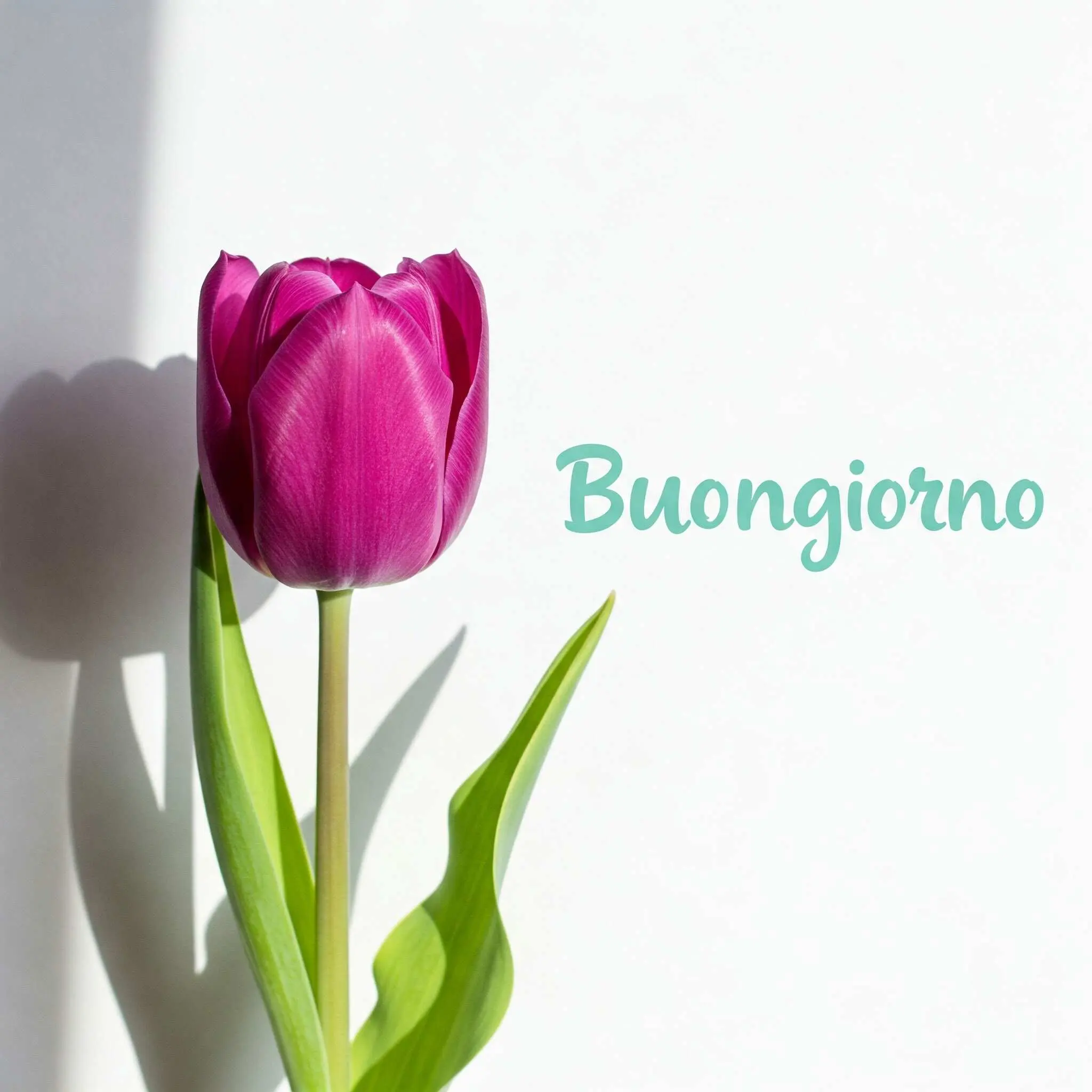 buongiorno fiori, immagini buongiorno fiori, buongiorno fiori bellissimi