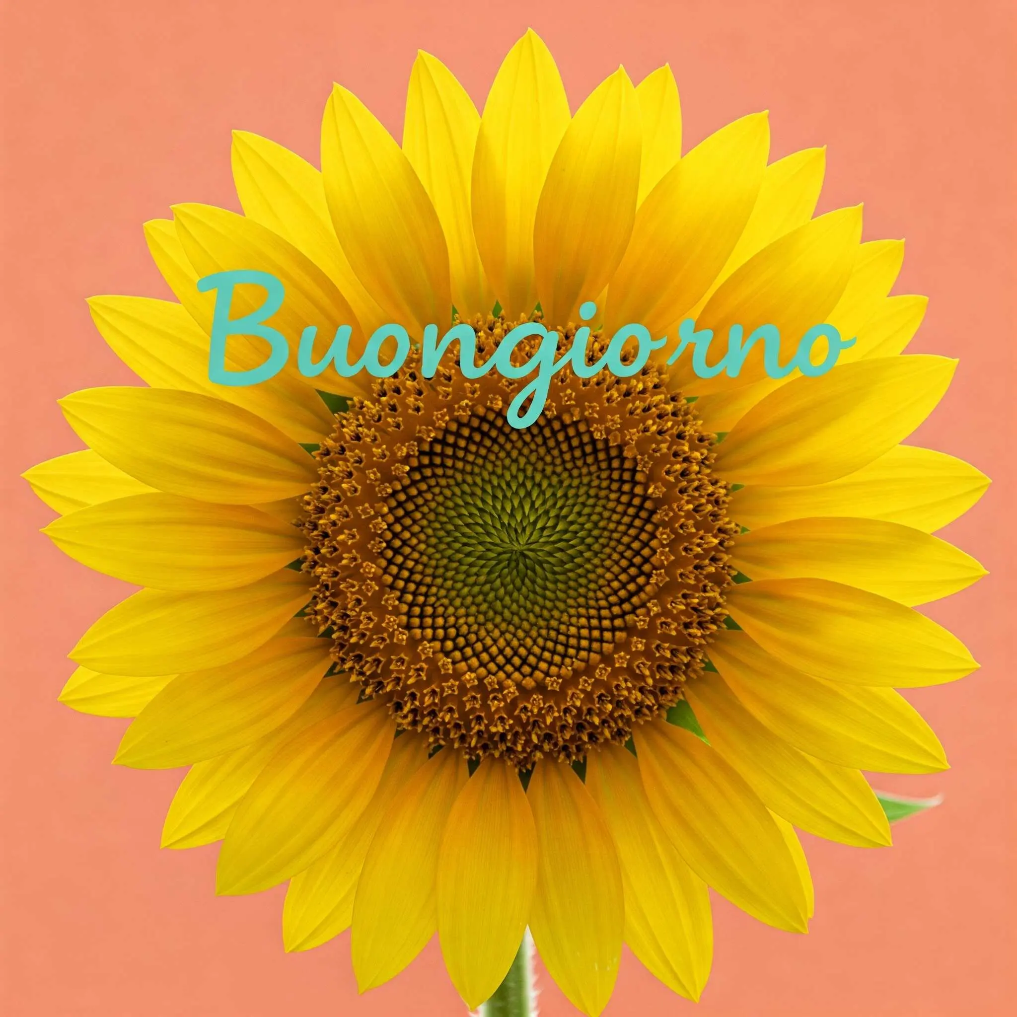 buongiorno fiori, immagini buongiorno fiori, buongiorno fiori bellissimi