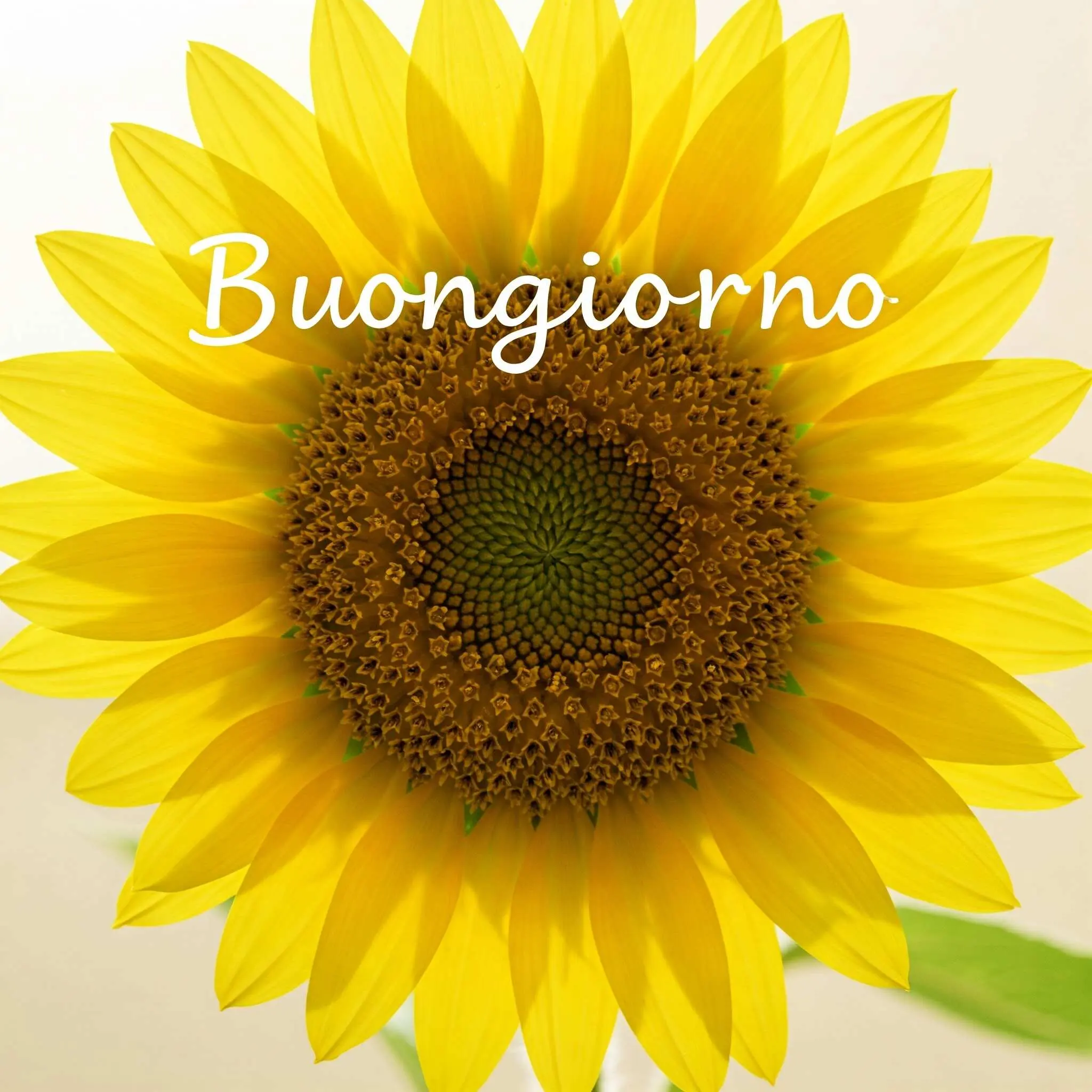 buongiorno fiori, immagini buongiorno fiori, buongiorno fiori bellissimi