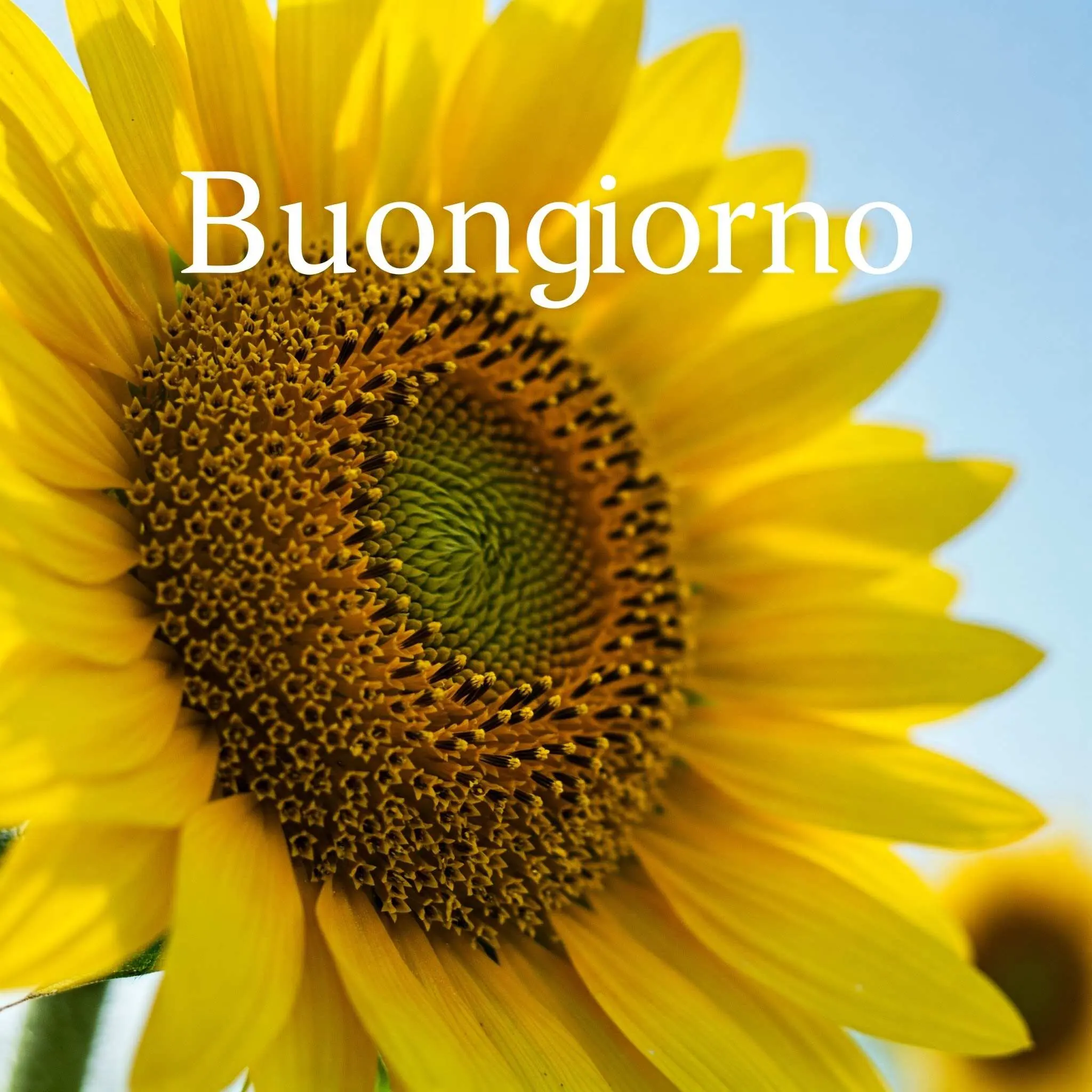 buongiorno fiori, immagini buongiorno fiori, buongiorno fiori bellissimi