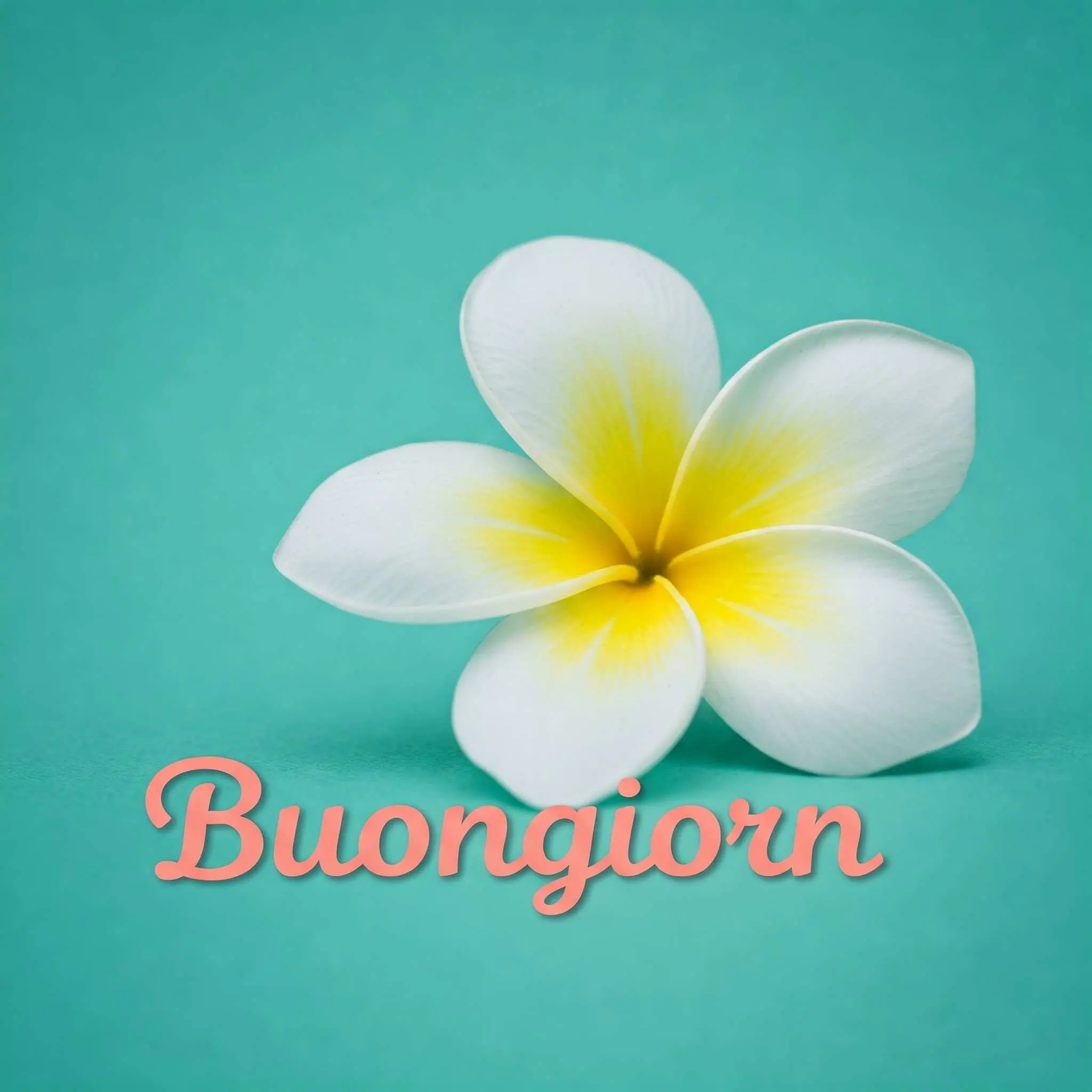 buongiorno fiori, immagini buongiorno fiori, buongiorno fiori bellissimi