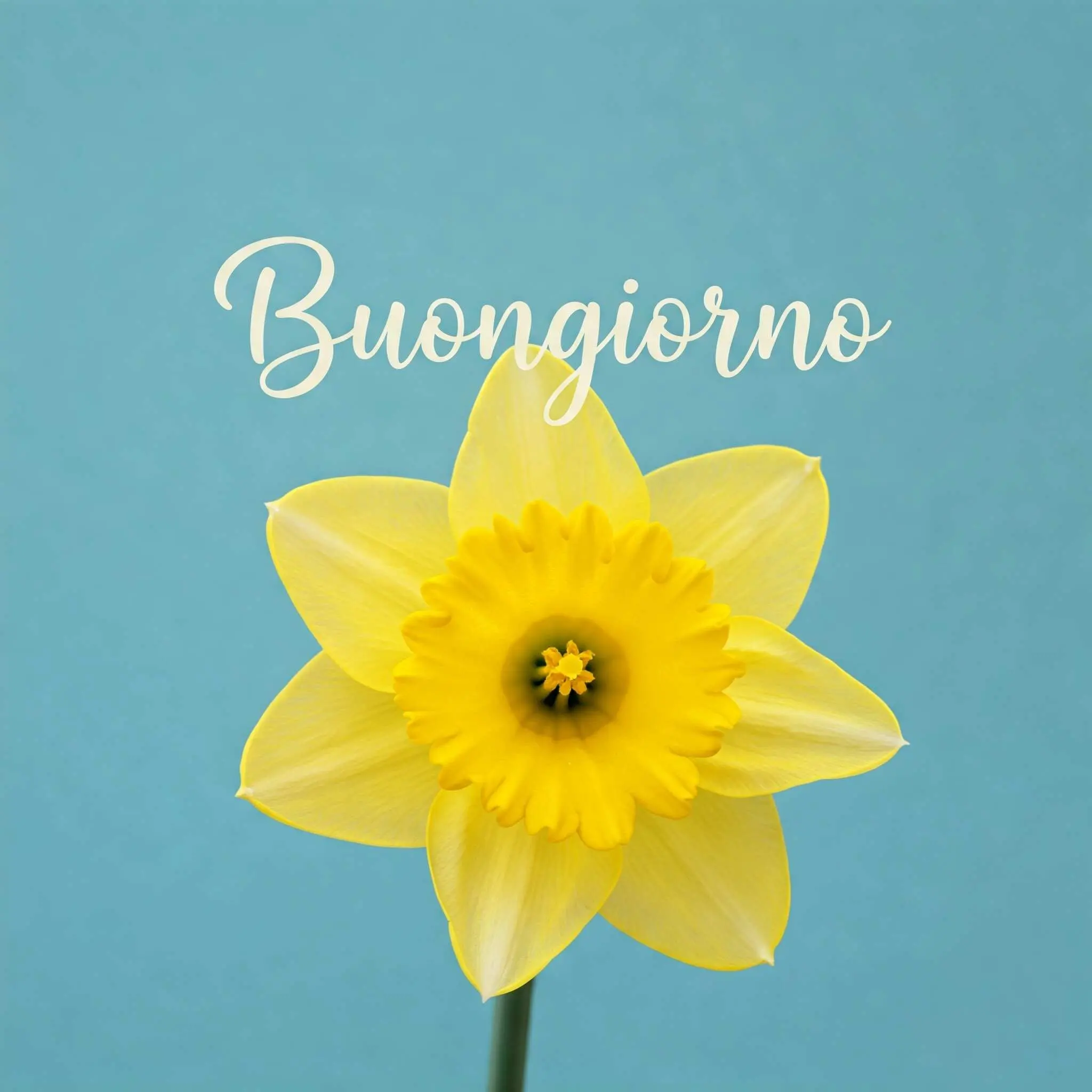 buongiorno fiori, immagini buongiorno fiori, buongiorno fiori bellissimi