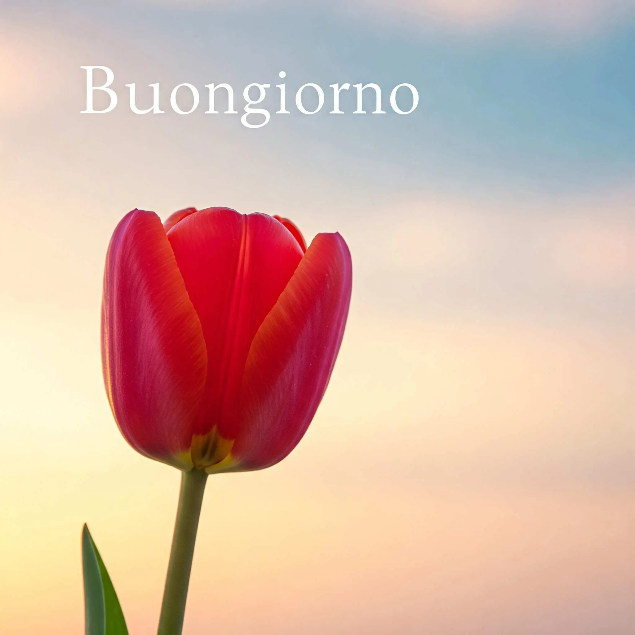 buongiorno fiori, immagini buongiorno fiori, buongiorno fiori bellissimi