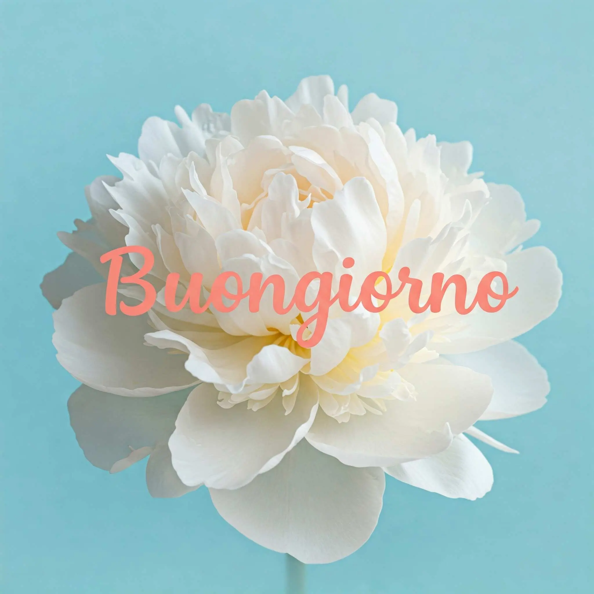 buongiorno fiori, immagini buongiorno fiori, buongiorno fiori bellissimi