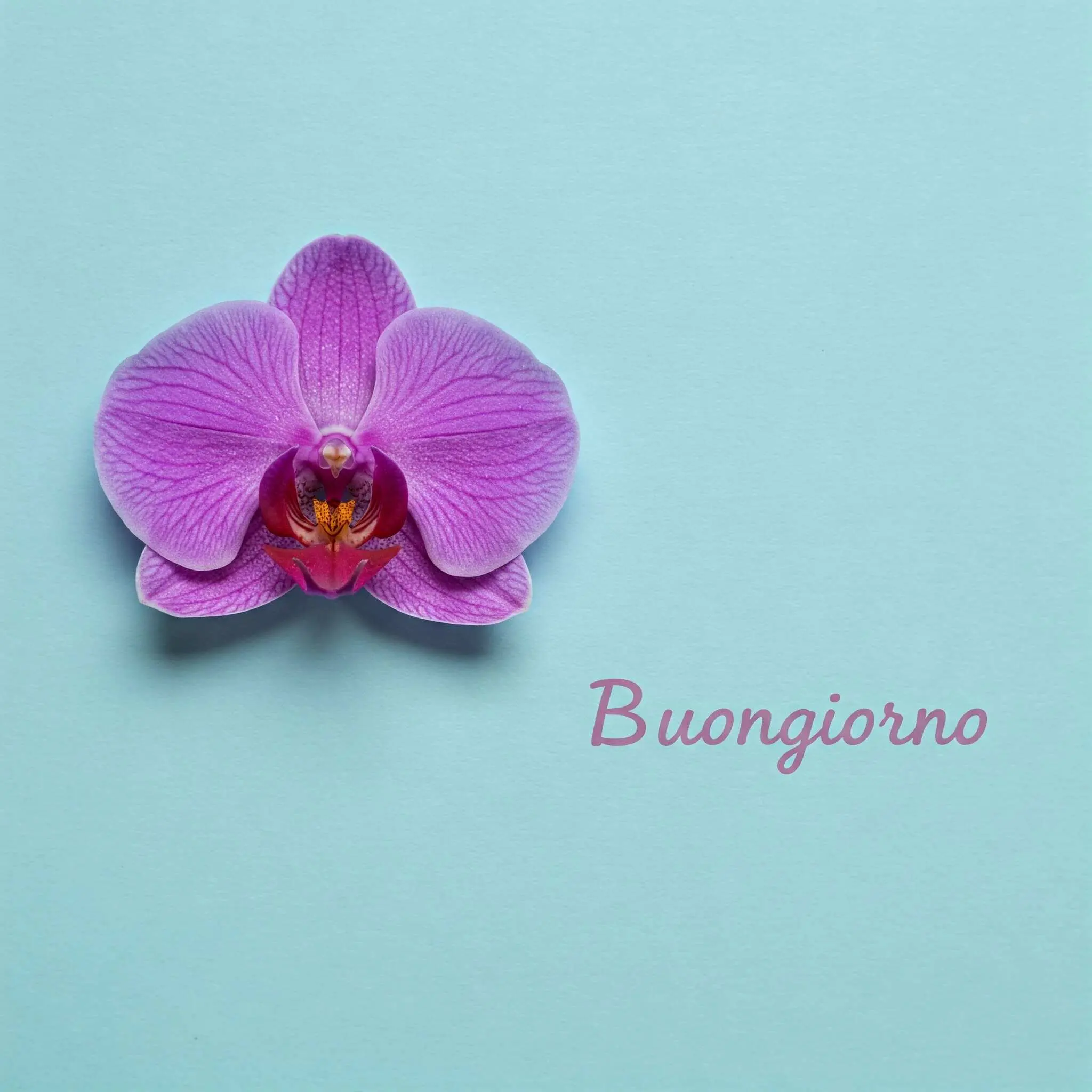 buongiorno fiori, immagini buongiorno fiori, buongiorno fiori bellissimi