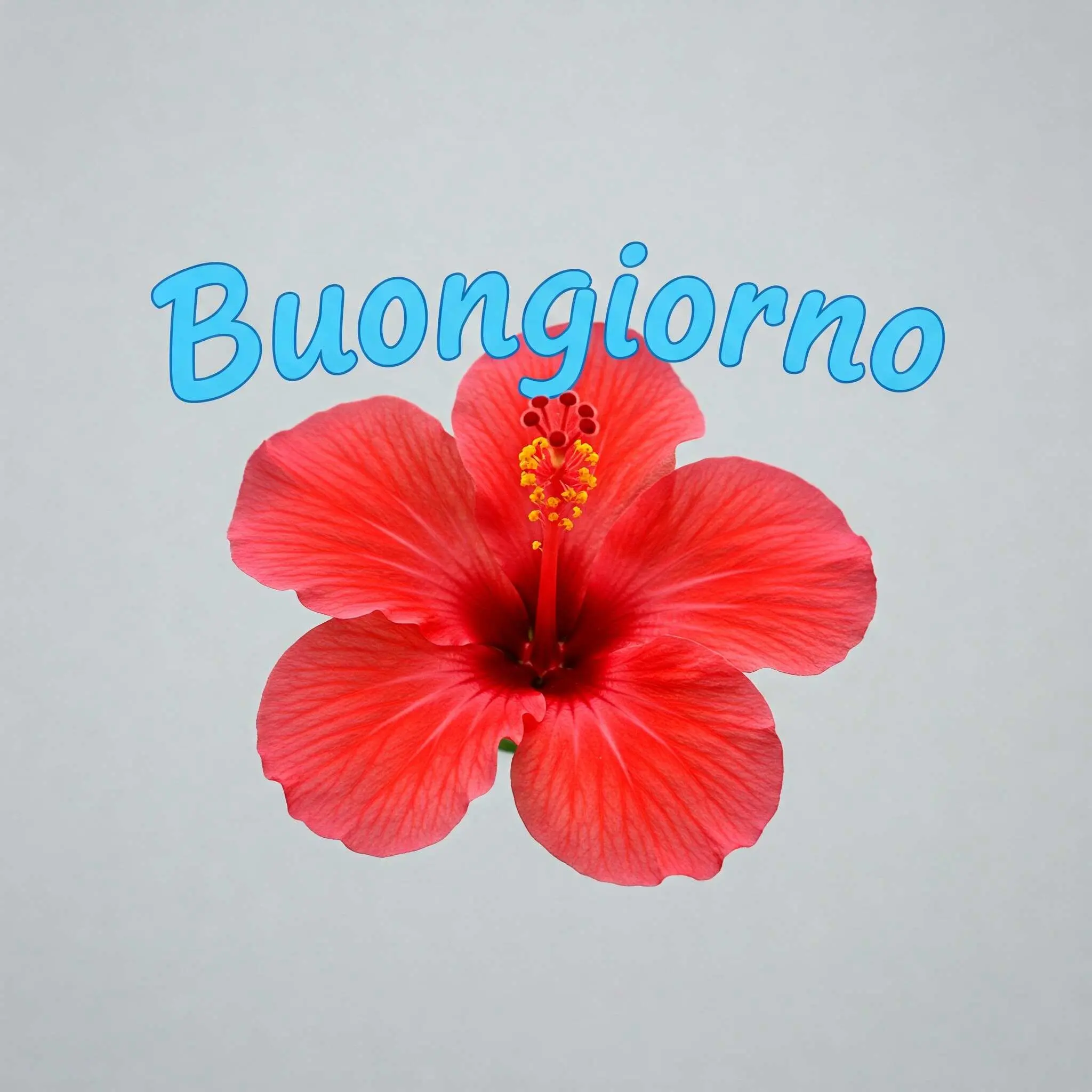 buongiorno fiori, immagini buongiorno fiori, buongiorno fiori bellissimi