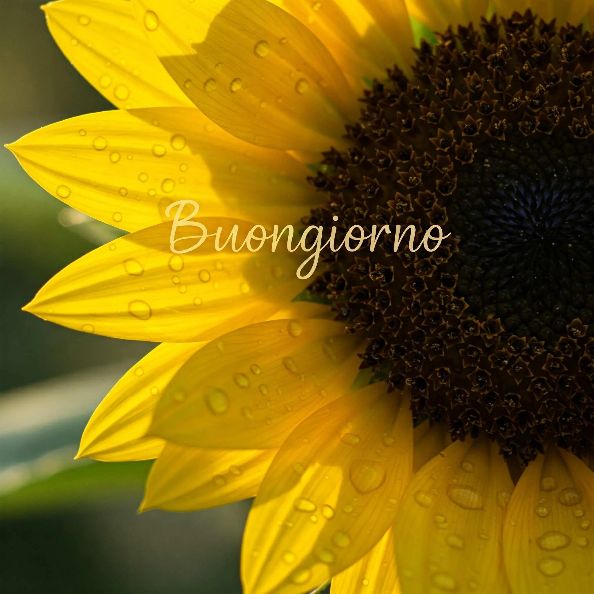 buongiorno fiori, immagini buongiorno fiori, buongiorno fiori bellissimi