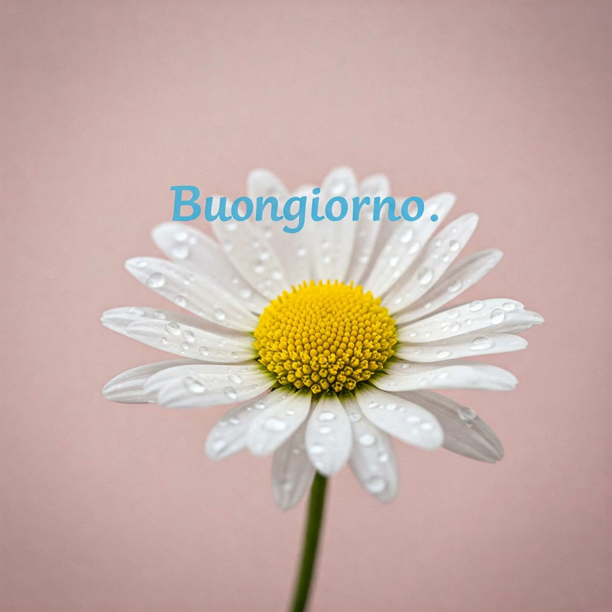 buongiorno fiori, immagini buongiorno fiori, buongiorno fiori bellissimi