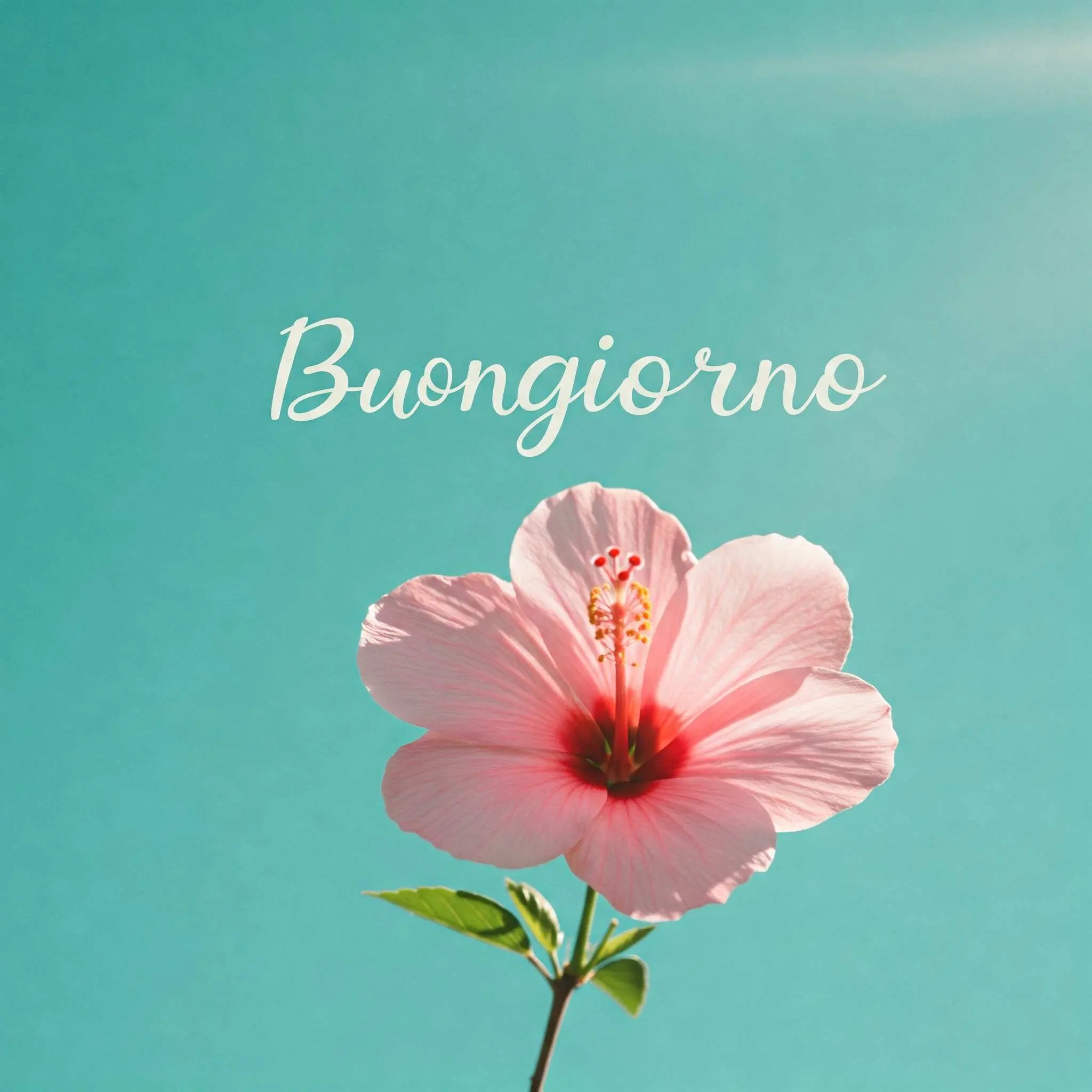 buongiorno fiori, immagini buongiorno fiori, buongiorno fiori bellissimi