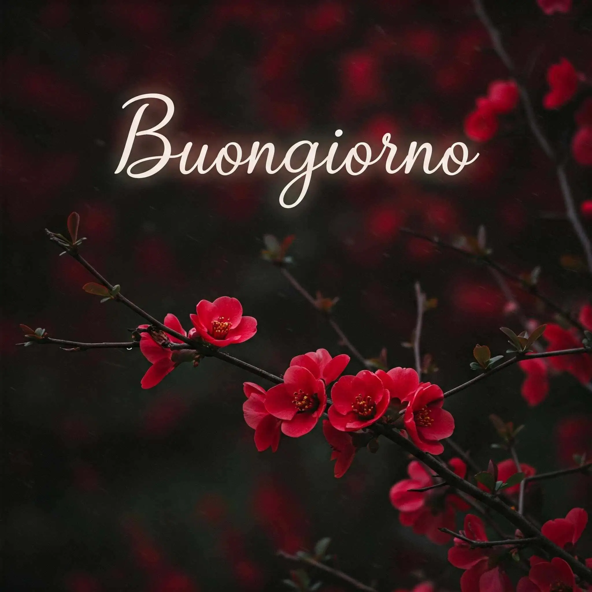 100 immagini buongiorno gratis per whatsapp, immagini buongiorno gratis