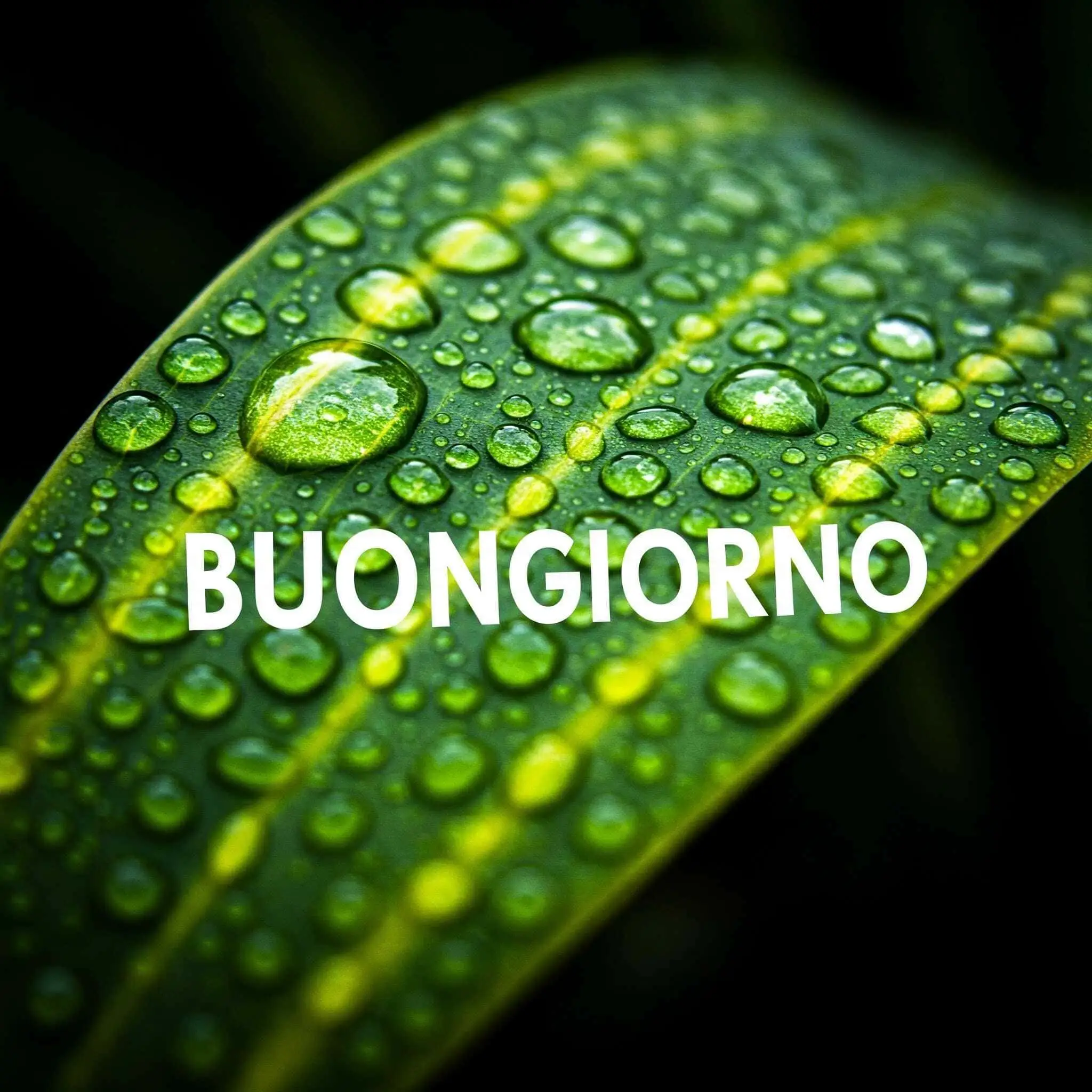 100 immagini buongiorno gratis per whatsapp, immagini buongiorno gratis