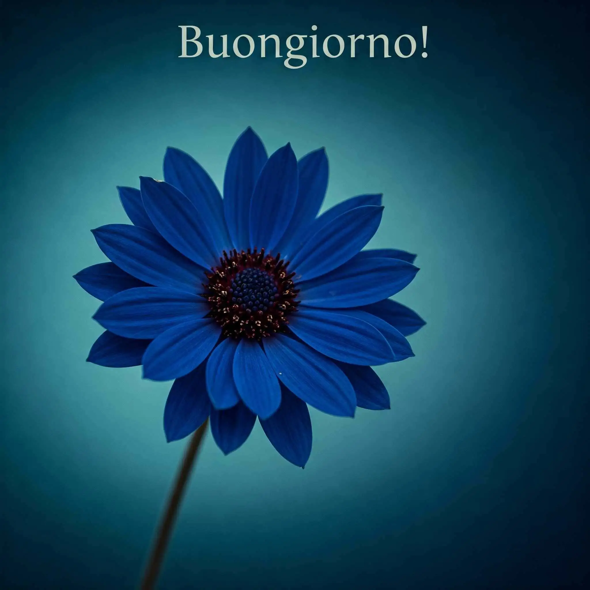 100 immagini buongiorno gratis per whatsapp, immagini buongiorno gratis